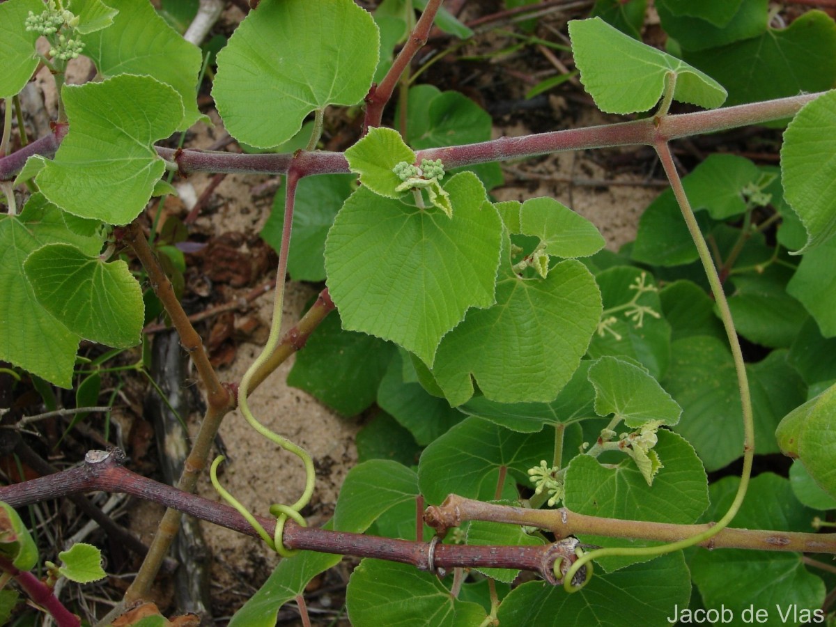 Cissus vitiginea L.